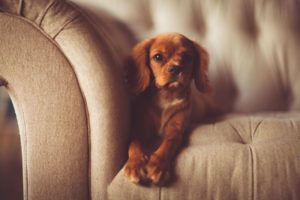 Tackling Pet Dander In Your Home